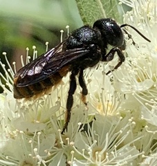 Megachile ustulata