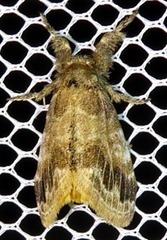 Lymantriinae