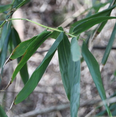 Bambusa oldhamii
