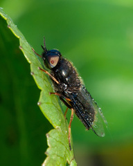 Odontomyia tigrina