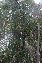 Bambusa oldhamii
