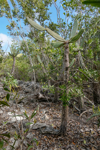 Consolea macracantha, photograph 2