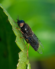 Odontomyia tigrina