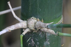 Bambusa oldhamii