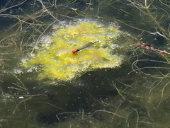 Pseudagrion massaicum