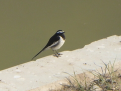 Motacilla maderaspatensis