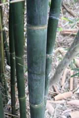 Bambusa oldhamii
