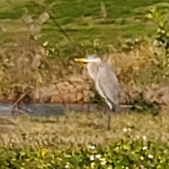 Ardea herodias