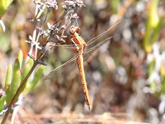 Orthetrum caffrum