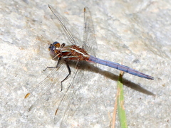 Orthetrum caffrum