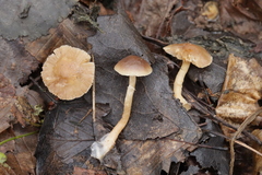 Meottomyces dissimulans