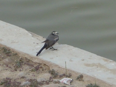 Motacilla alba