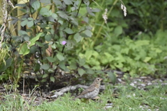 Turdus philomelos clarkei