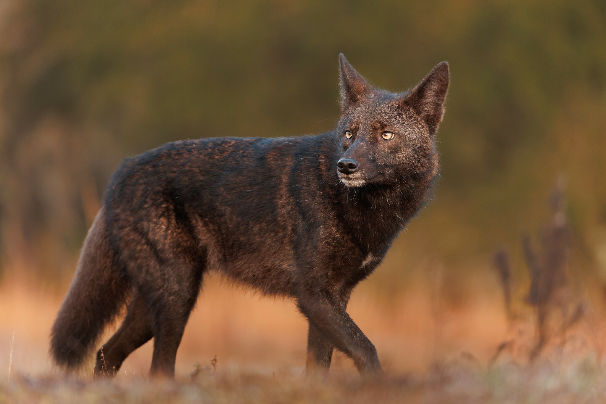 Coyote Animal Facts  Canis latrans - AZ Animals