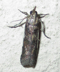 Phycitinae