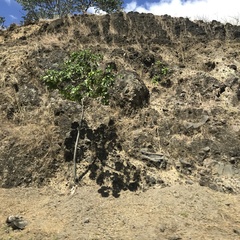 Cecropia obtusifolia