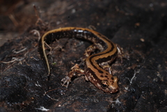Eurycea guttolineata