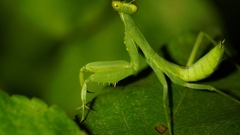 Hierodula patellifera