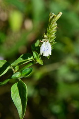 Rungia chinensis