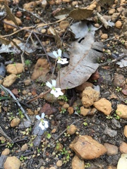 Stylidium calcaratum