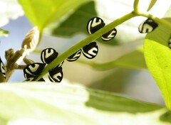 Membracis foliatafasciata