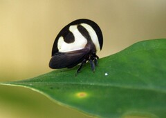 Membracis foliatafasciata