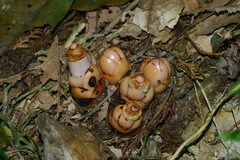 Mitrastemon yamamotoi