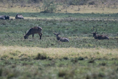 Kobus ellipsiprymnus