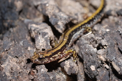 Eurycea guttolineata