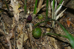 Aspidistra daibuensis