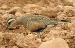 Charadrius morinellus