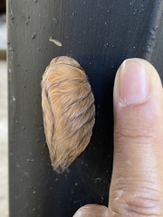 Megalopyginae
