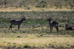 Kobus ellipsiprymnus