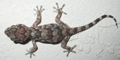 Chondrodactylus turneri