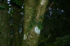 Gastrochilus formosanus