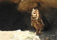 Bubo ascalaphus