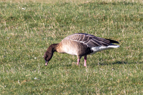 Ánsar piquicorto (Anser brachyrhynchus)