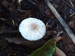 Leucocoprinus brebissonii