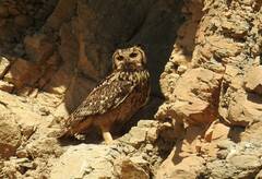 Bubo ascalaphus