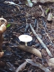 Leucocoprinus brebissonii