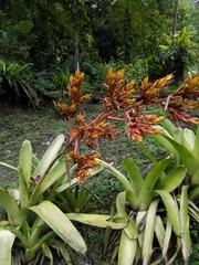 Aechmea rubens