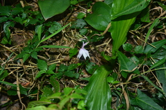 Calanthe arisanensis