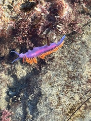 Flabellinopsis iodinea