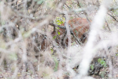 Cephalophorus harveyi