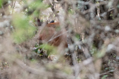 Cephalophorus harveyi