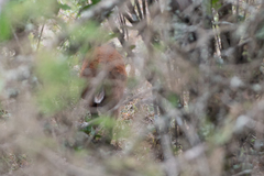 Cephalophorus harveyi