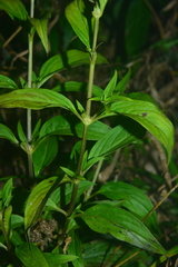 Hedyotis
