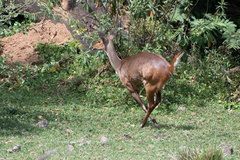 Tragelaphus sylvaticus