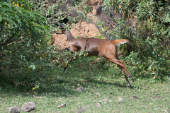 Tragelaphus sylvaticus