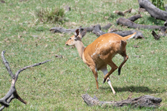 Tragelaphus sylvaticus